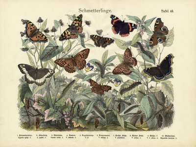 Butterflies by German School